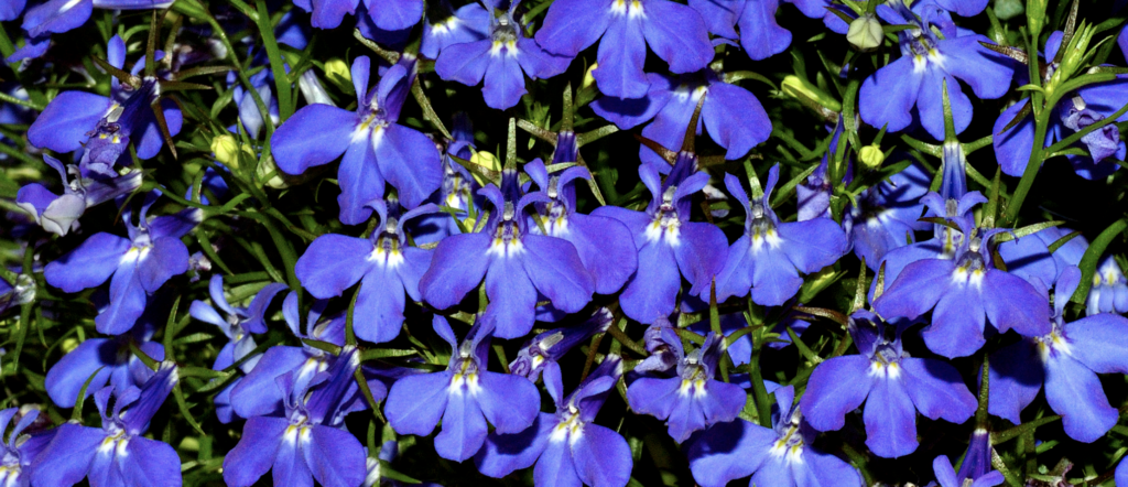 Lobelia